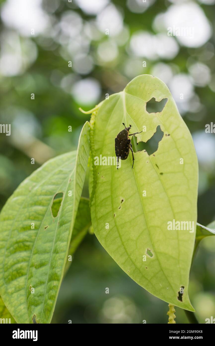 leaf eating yellow spotted beetle on a black pepper leaf, with holes