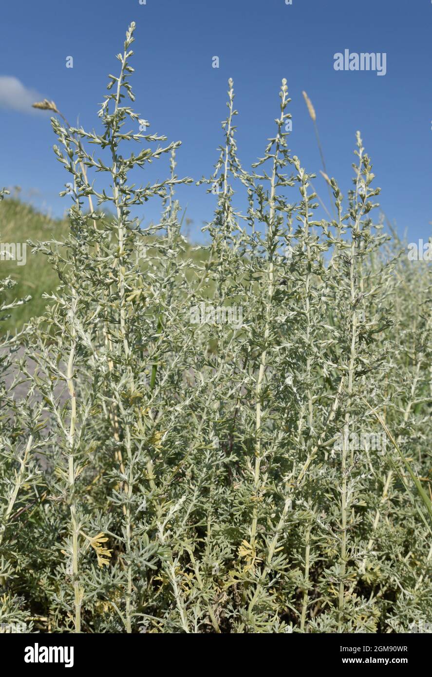 Sea Wormwood - Artemisia maritima Stock Photo