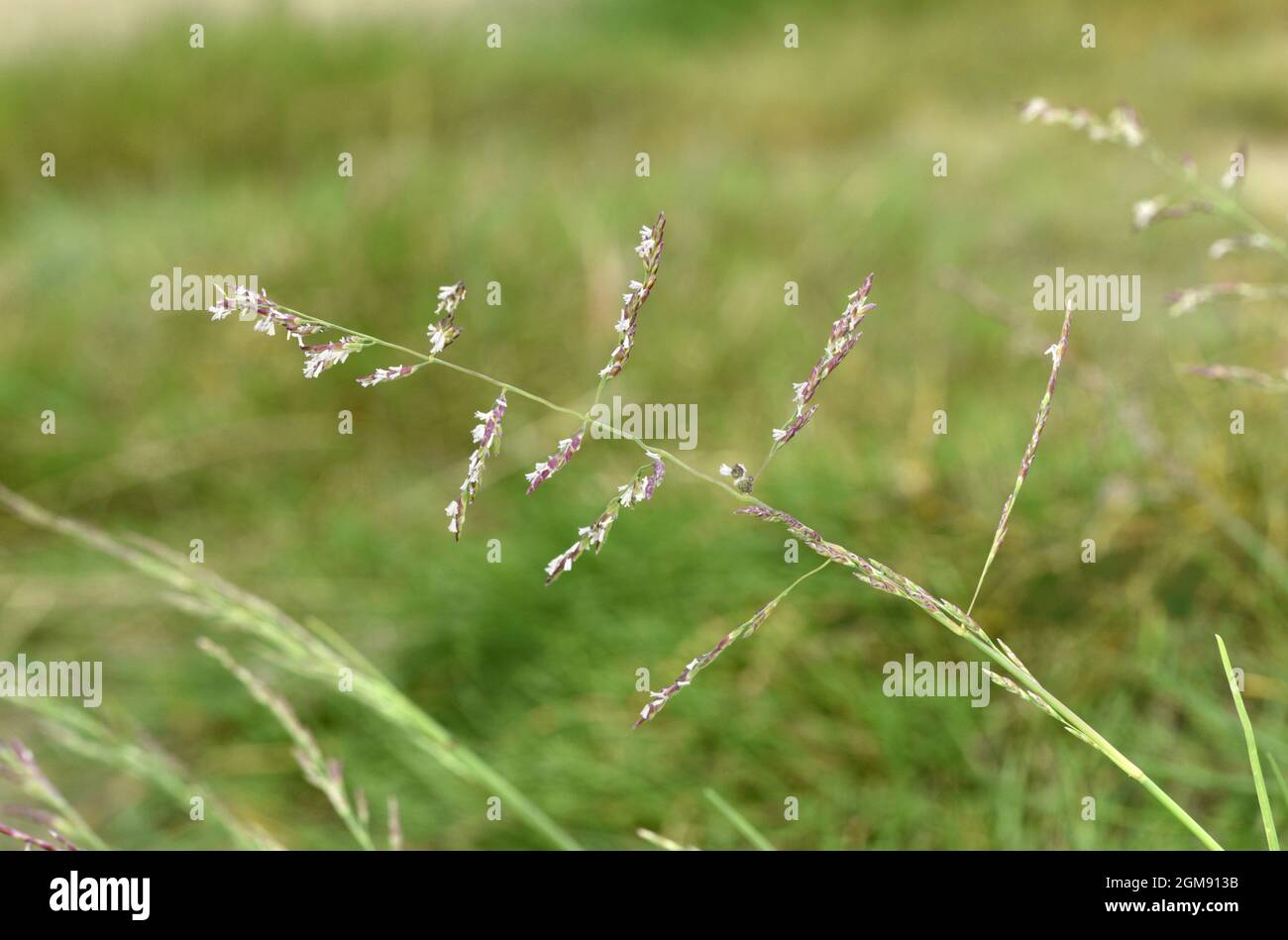 Common Saltmarsh-grass - Puccinellia maritima Stock Photo