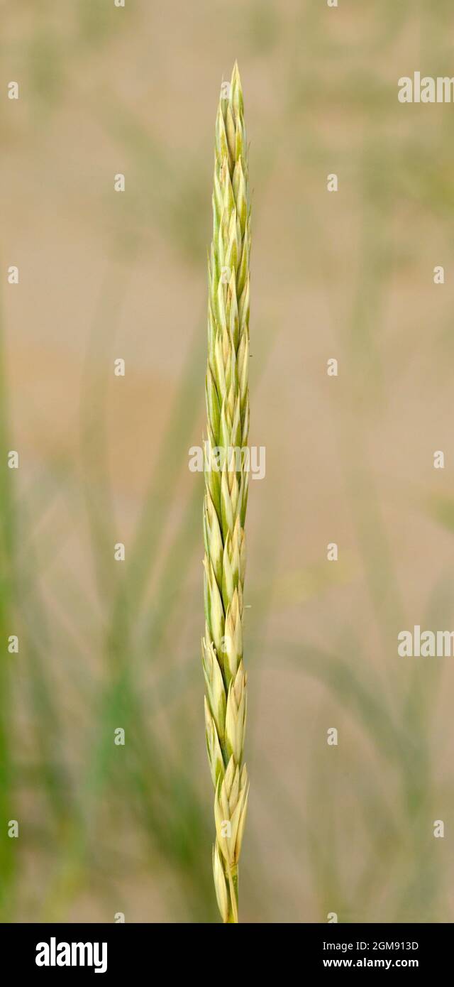 Lyme-grass - Leymus arenarius Stock Photo