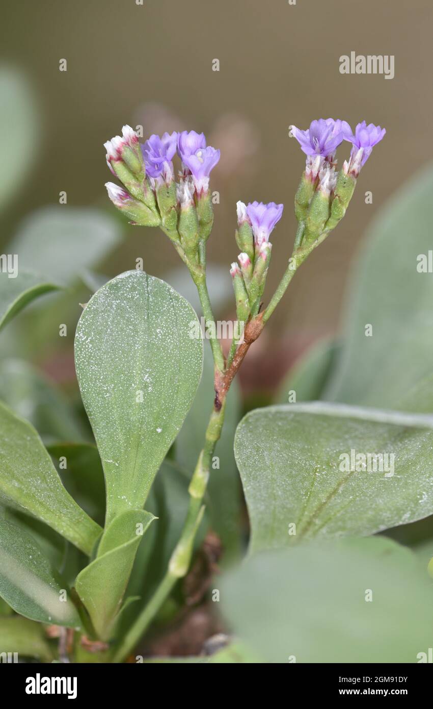Alderney Sea-lavender - Limonium normannicum Stock Photo