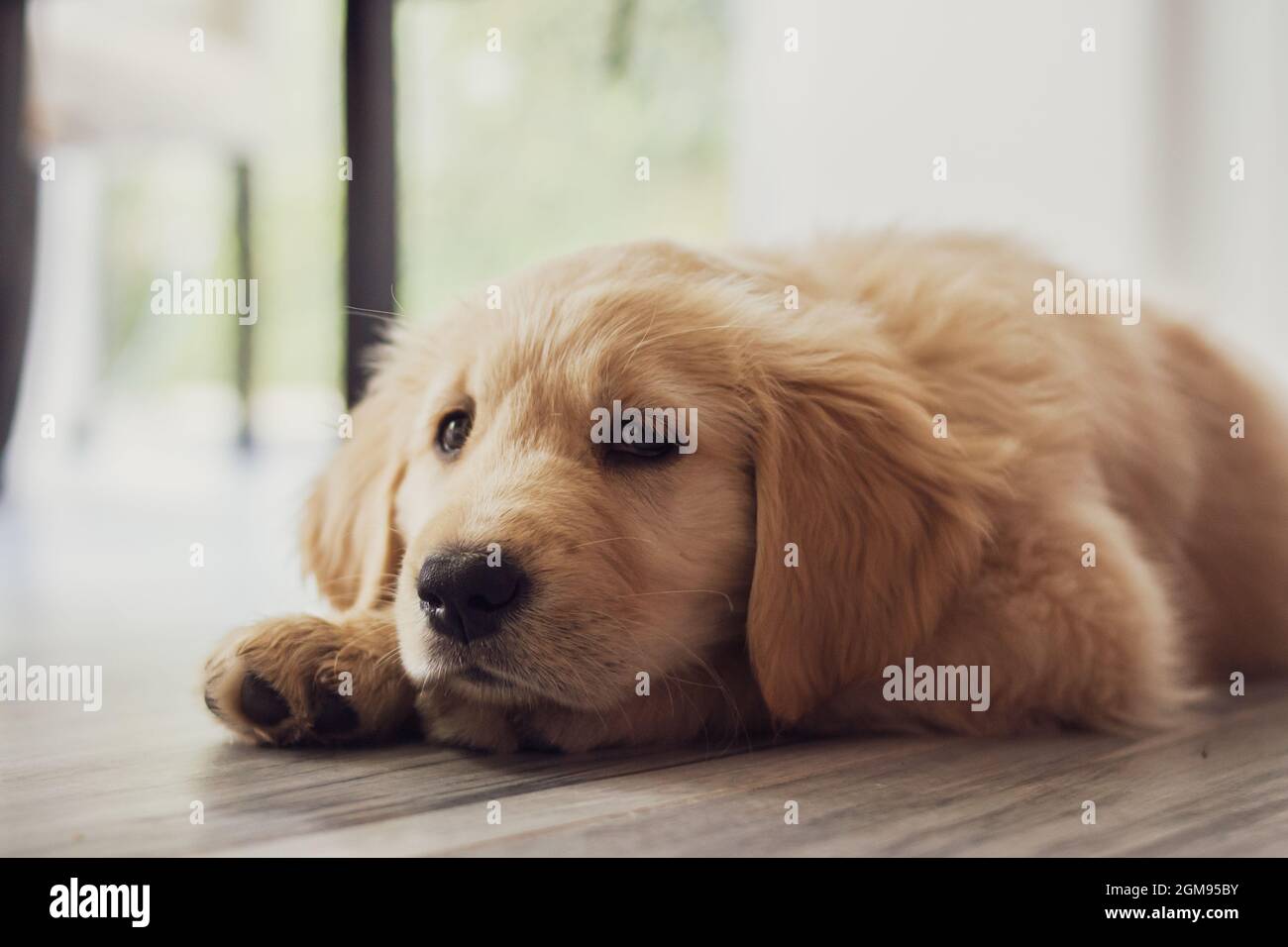 Cute golden retriever puppy lying on the floor Stock Photo - Alamy