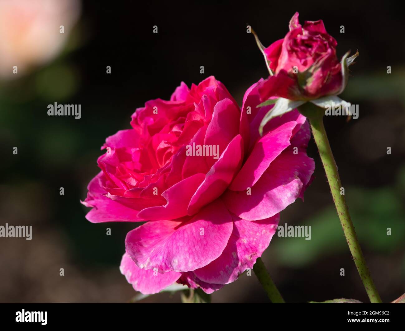 Rose Gabriel Oak Stock Photo - Alamy