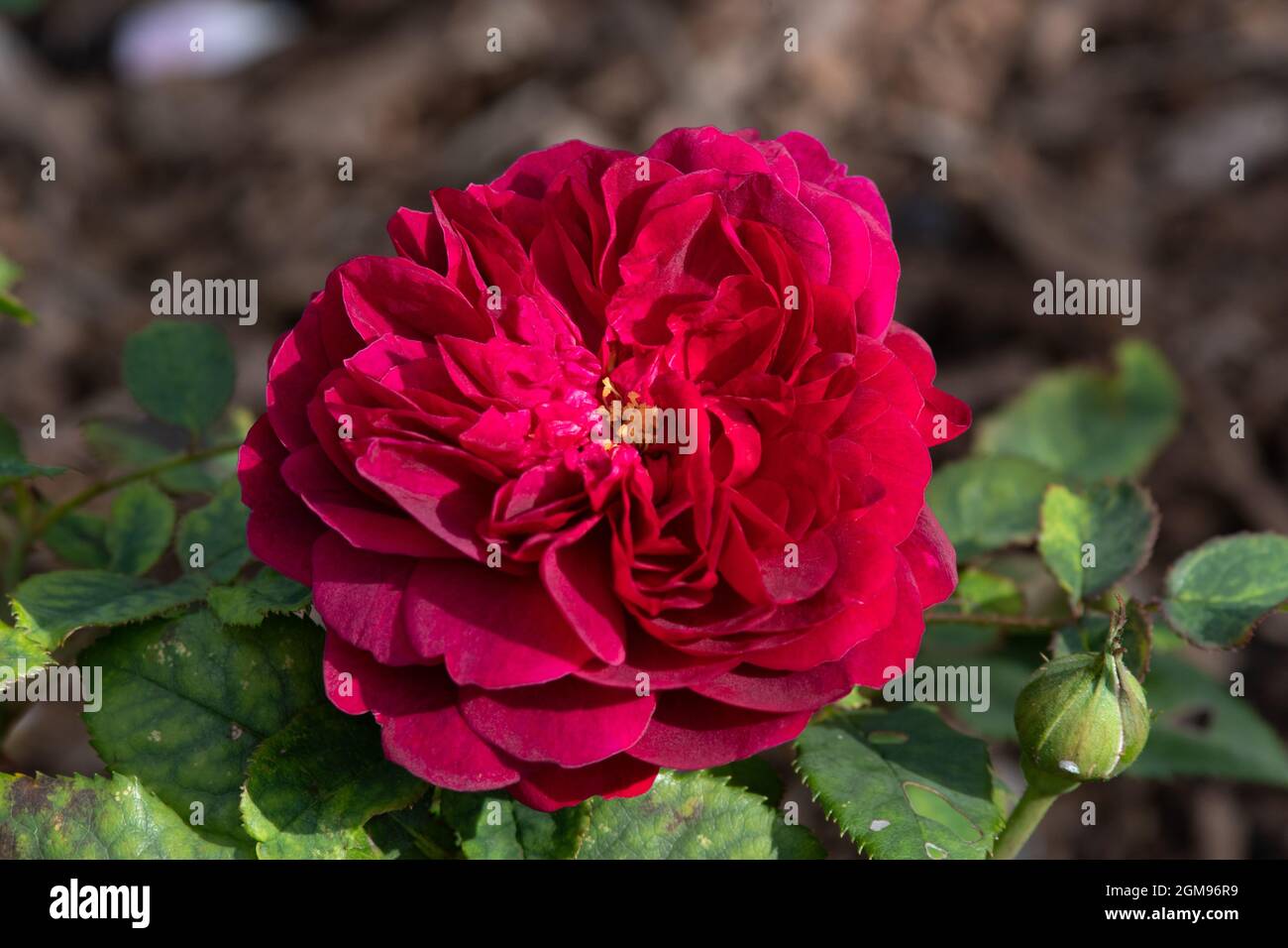 Rose Darcey Bussell Stock Photo