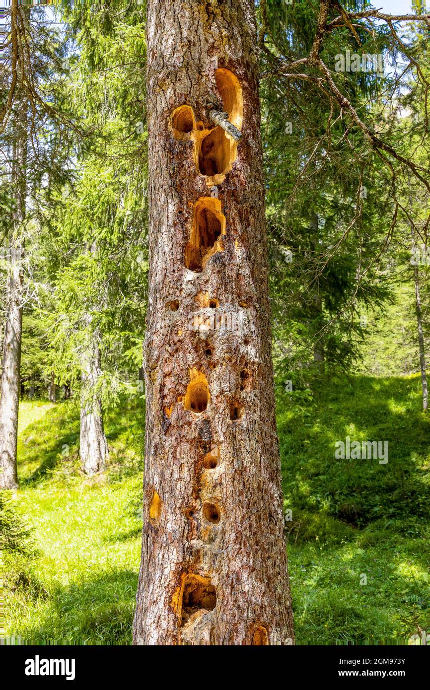 Italy Traces of the black woodpecker on the trees in Fanes Stock Photo