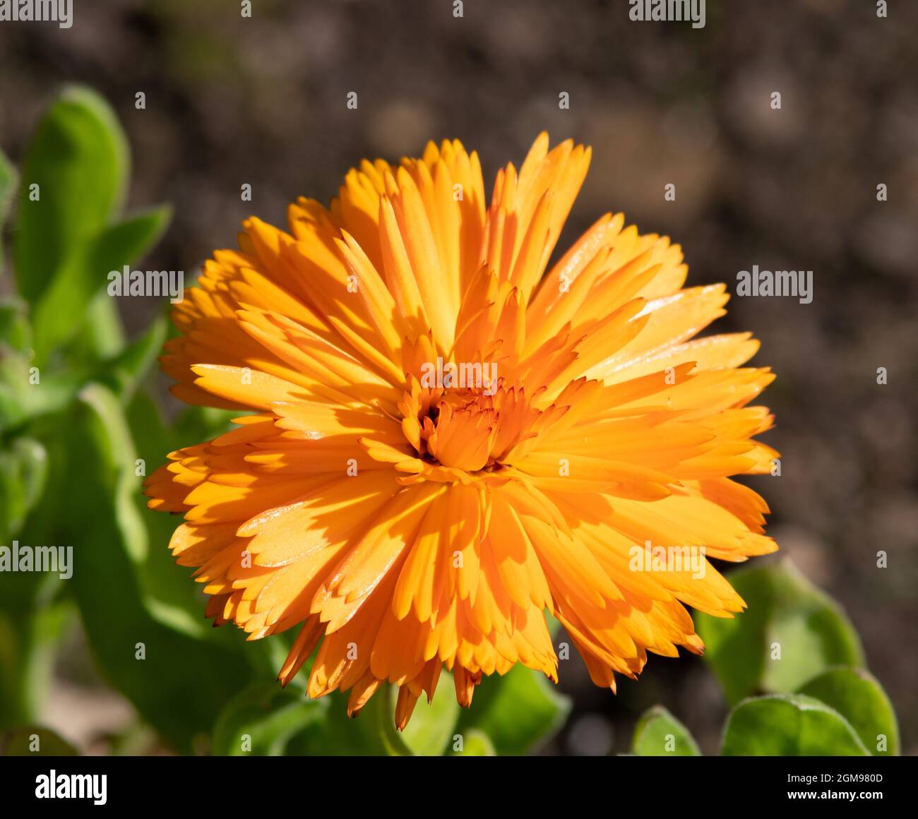 Calendula officinalis 'Calexis Orange' Stock Photo