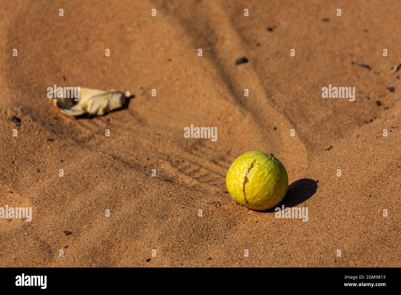 A ripe colocynth (Citrullus colocynthis) fruit in the Dubai desert Stock Photo