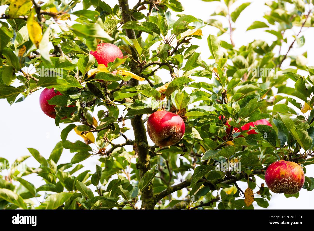 Apple tree bearing ripe fruit. Stock Photo