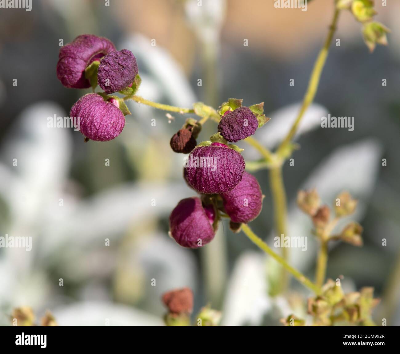 Calceolaria arachnoidea Stock Photo