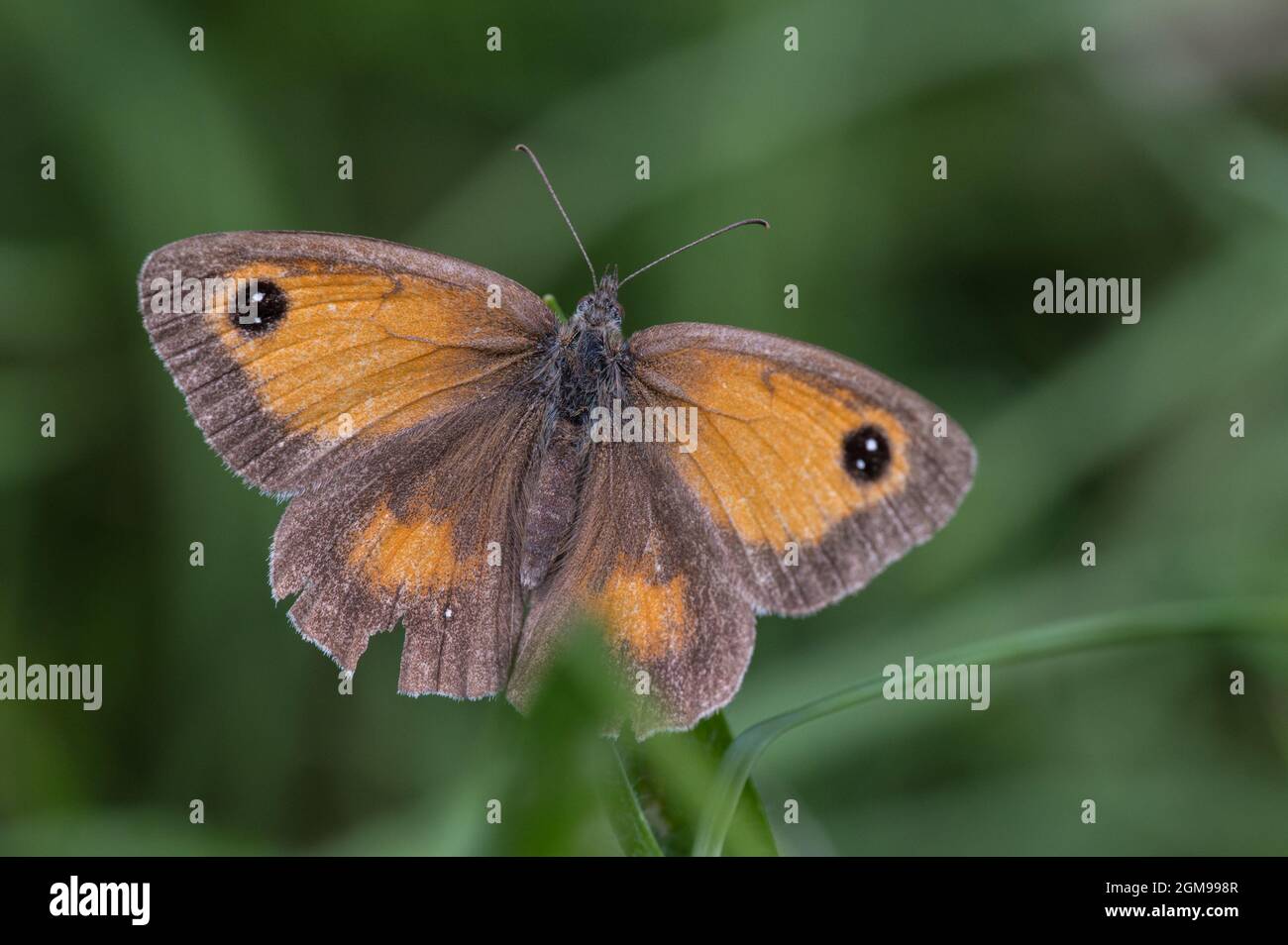 Gatekeeper butterfly resting on grass stem. Stock Photo