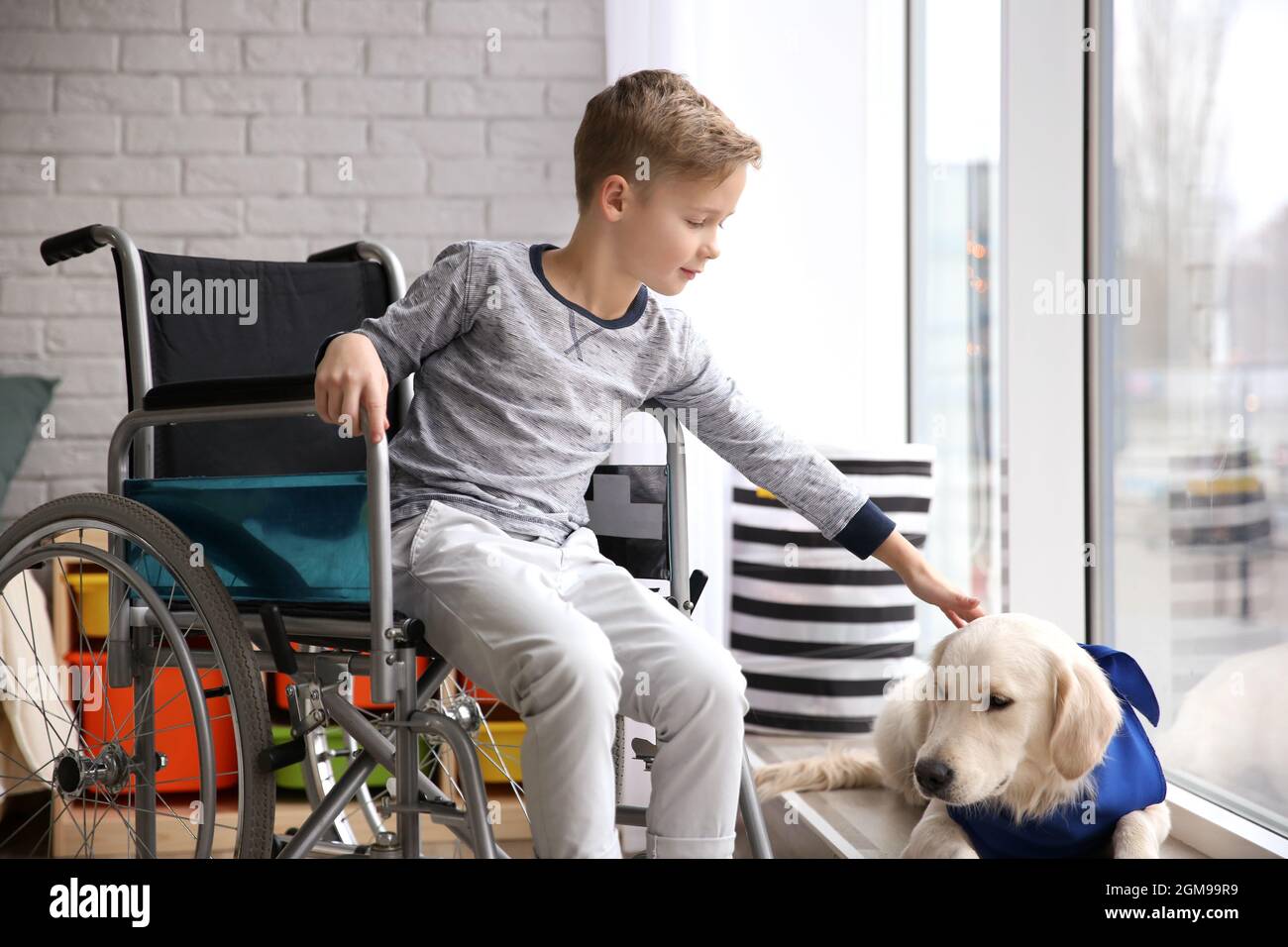 Boy in wheelchair with service dog indoors Stock Photo Alamy
