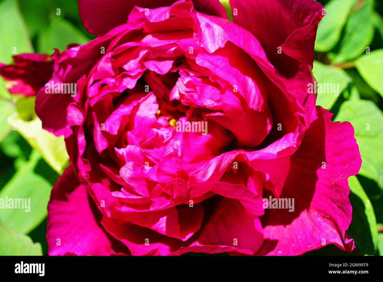 Pink tree peony flower in the garden Stock Photo - Alamy