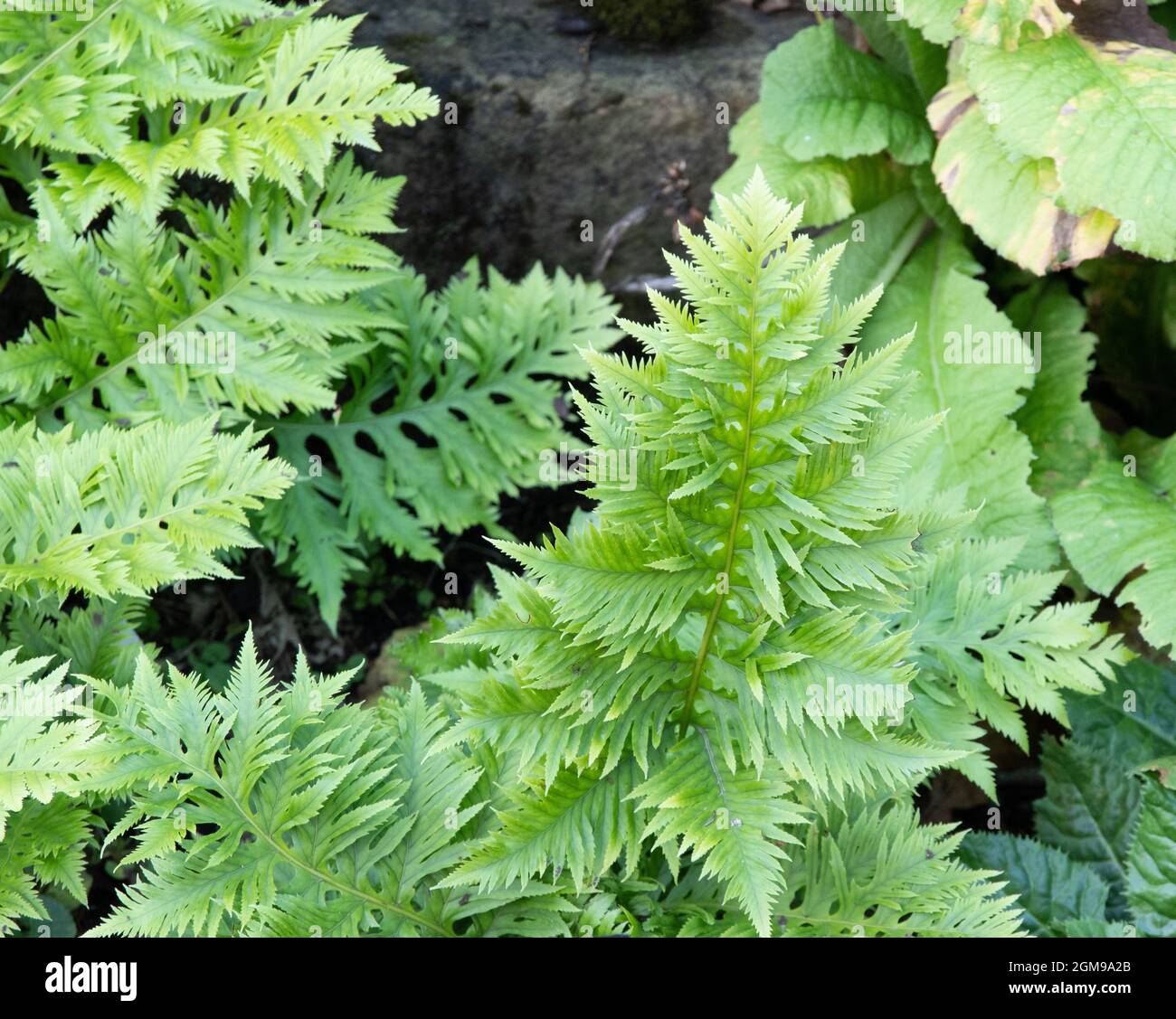 Polypodium cambricum 'Richard Kayse' Stock Photo