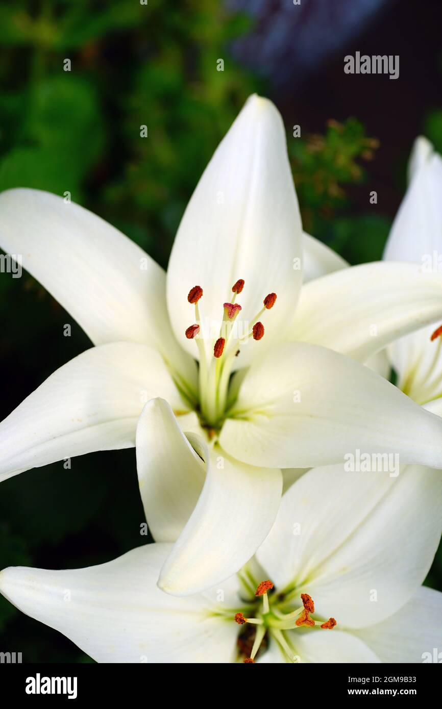 Lily pollen stain hires stock photography and images Alamy