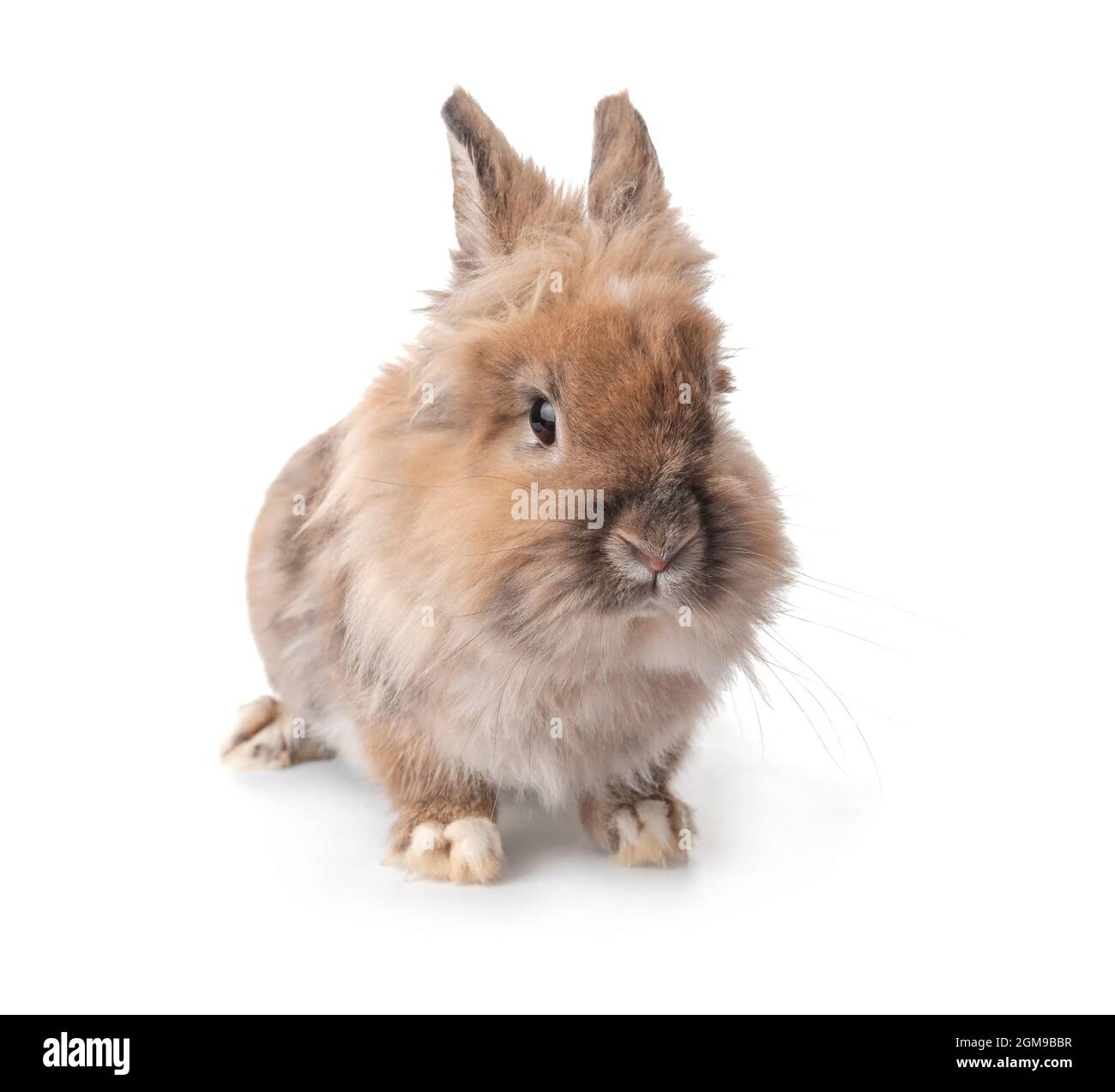 Funny funny rabbit on white background Stock Photo - Alamy