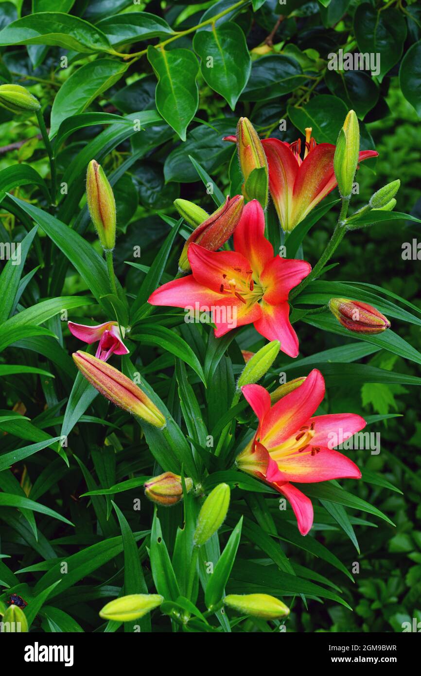 Lily pollen stain hires stock photography and images Alamy