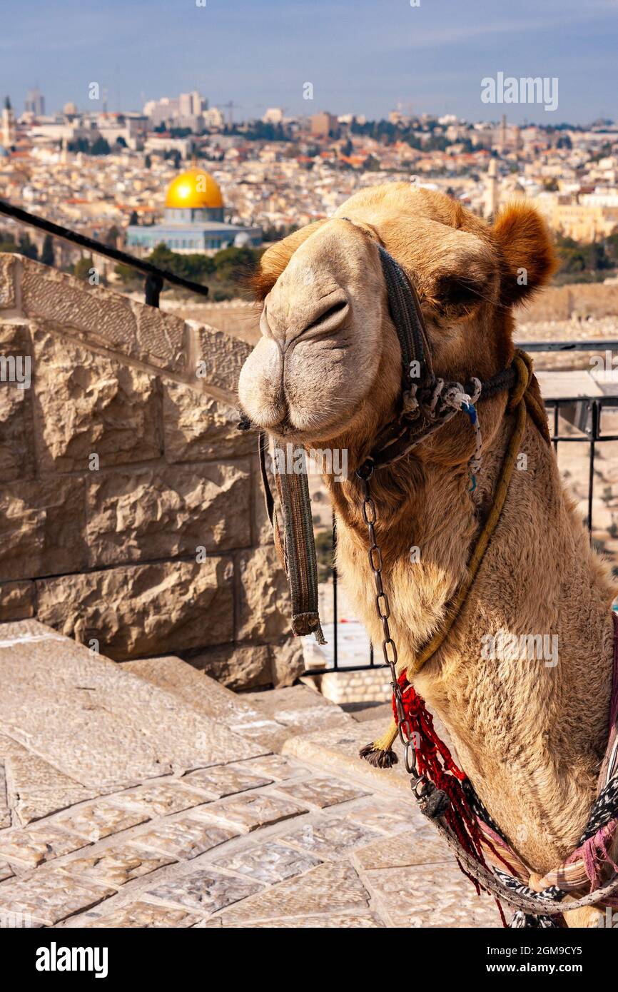 Camel in front of the Dome of Rock in Jerusalem. Israel Stock Photo