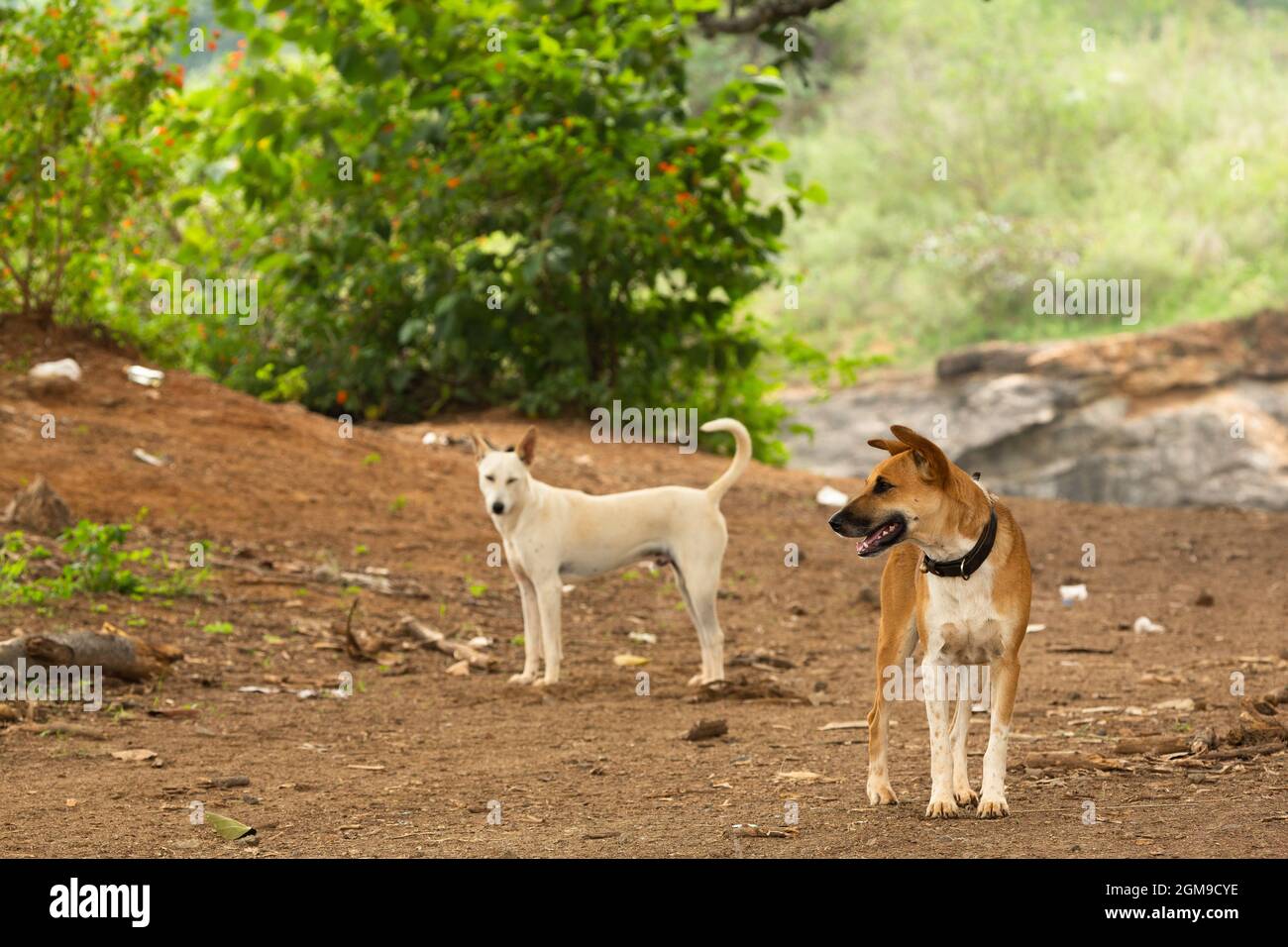 A white and a brown dog are standing on a hill of red earth in front of a green bush. Stock Photo