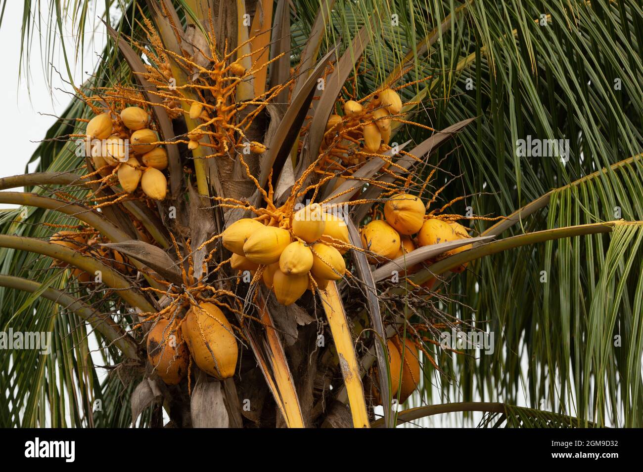 A group of coconuts hanging from a coconut tree in India. Stock Photo