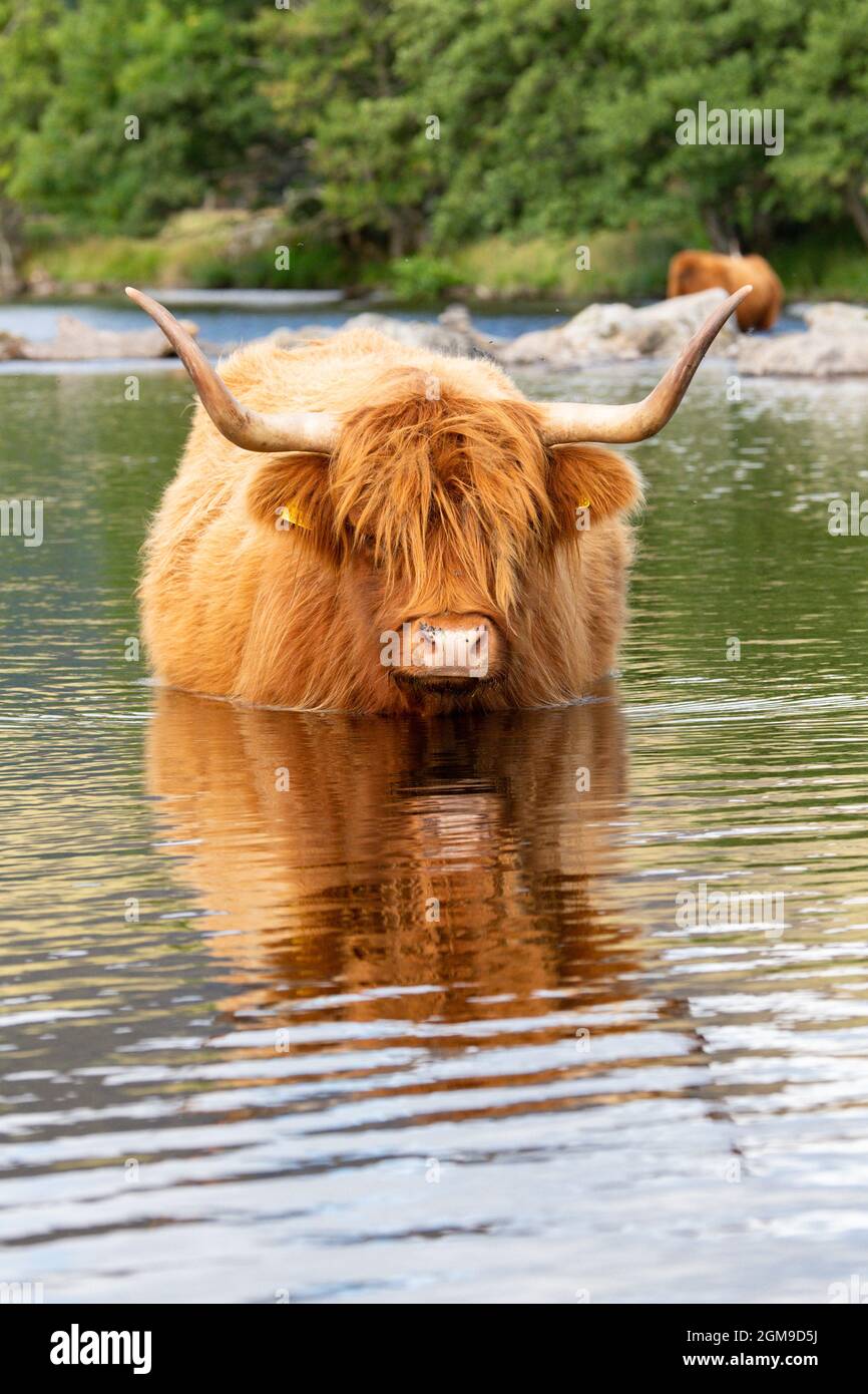 Highland Cow cooling down in River Lyon, Glen Lyon, Scotland, UK Stock Photo