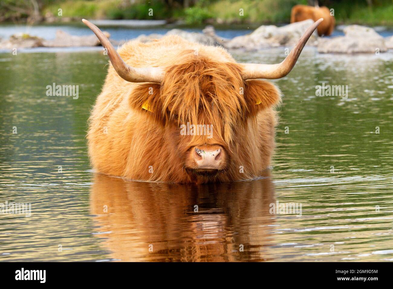 Highland Cow cooling down in River Lyon, Glen Lyon, Scotland, UK Stock Photo