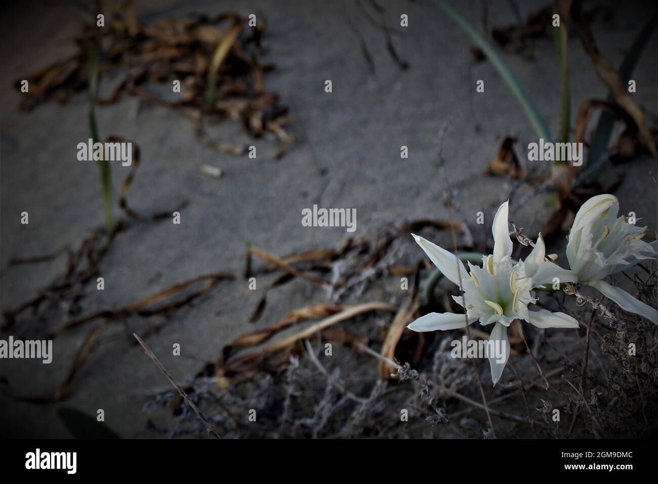 Giglio Bianco - White Lily Stock Photo