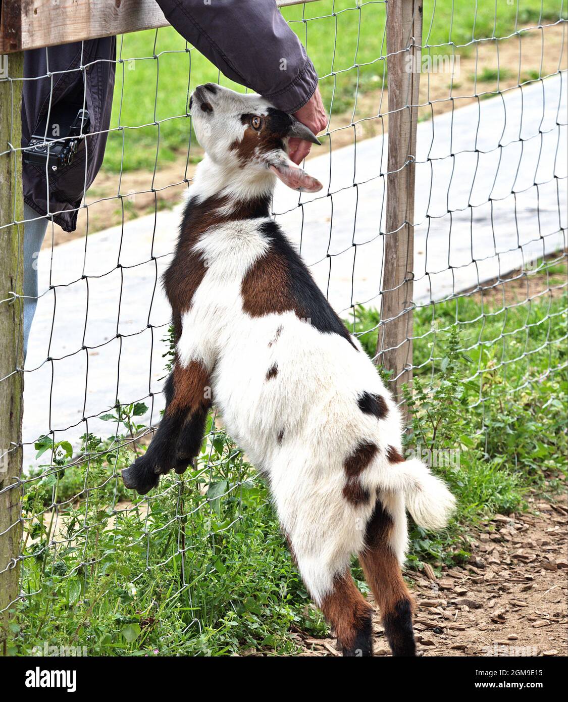 A young billy goat is standing on the fence. He enjoys being petted by a visitor. Cuddles for a young billy goat. Stock Photo