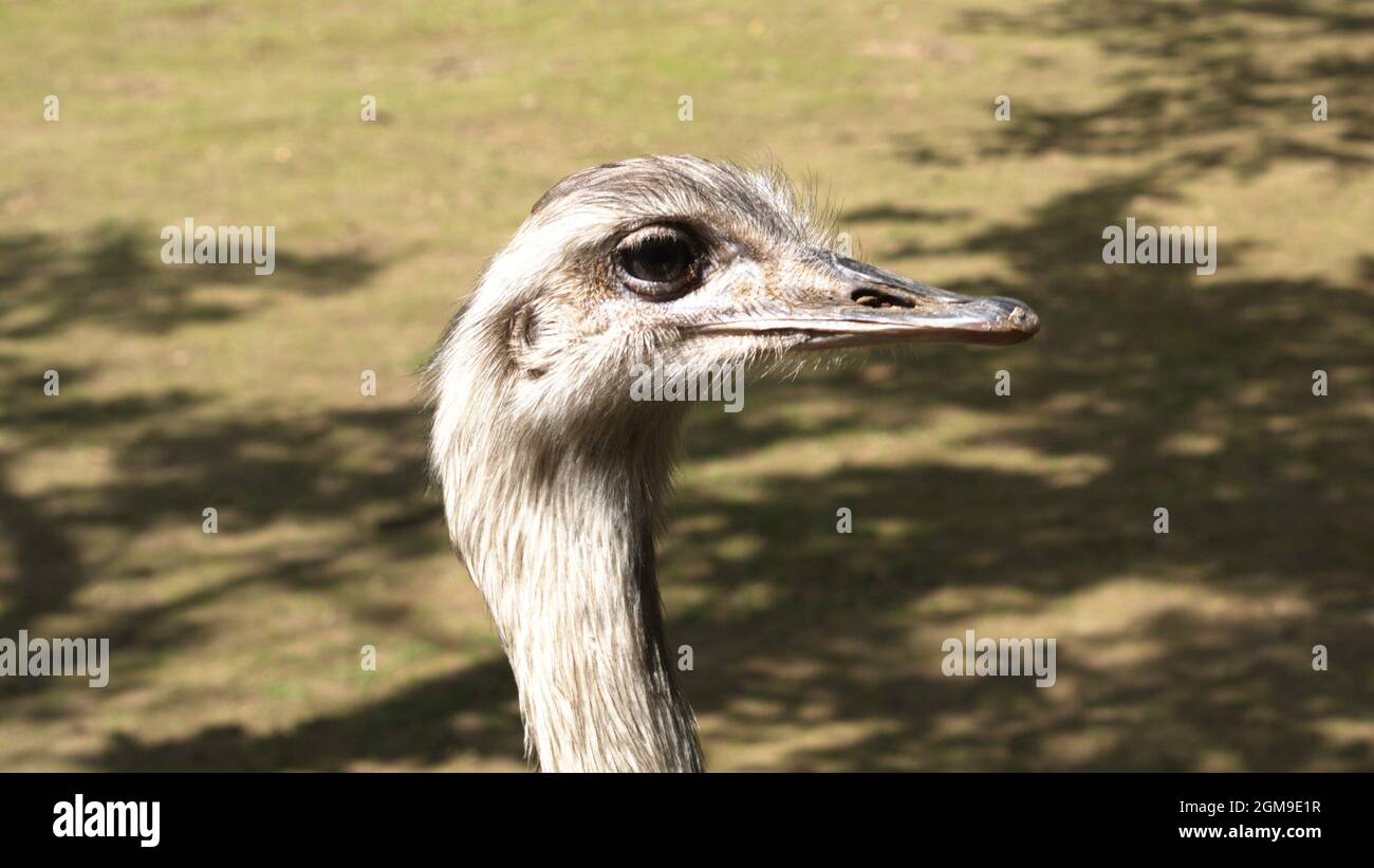Close up from the head of a rhea waiting for feed from the visitors. Curious look of a rhea Stock Photo