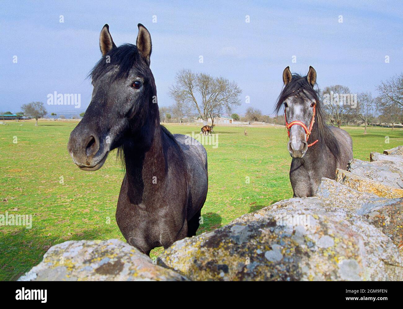 Two horses. Colmenar Viejo, Madrid province, Spain. Stock Photo