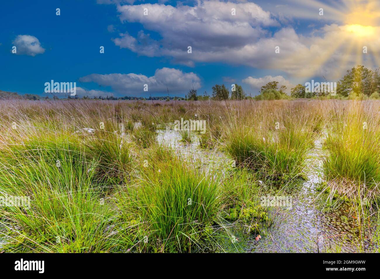 Swamp landscape with green clumps of Purple Moor grass, Molinia caerulea, in the water against background of sky with scattered clouds and sun ray Stock Photo