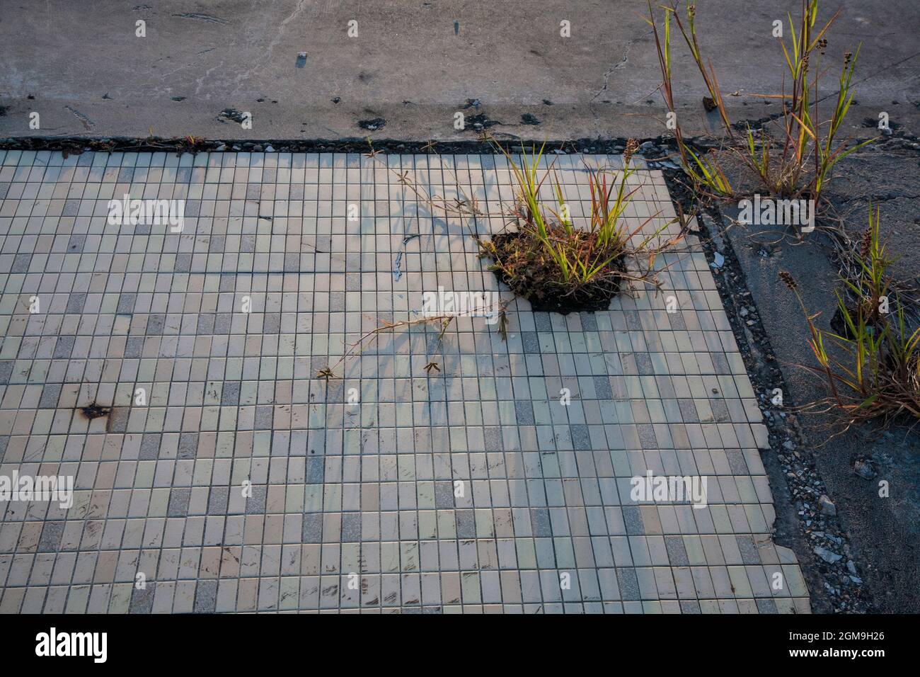 Grass sprouts through hole in tiled entryway, remains of bank (destroyed by Hurricane Ike in 2008), corner of School St and Marshall St, Cameron, LA. Stock Photo
