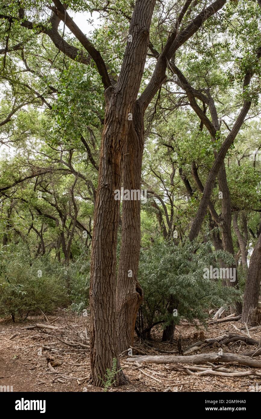 Trail Through Trees Along The Bosque In The Rio Grande Valley State Park Albuquerque New Mexico Stock Photo Alamy