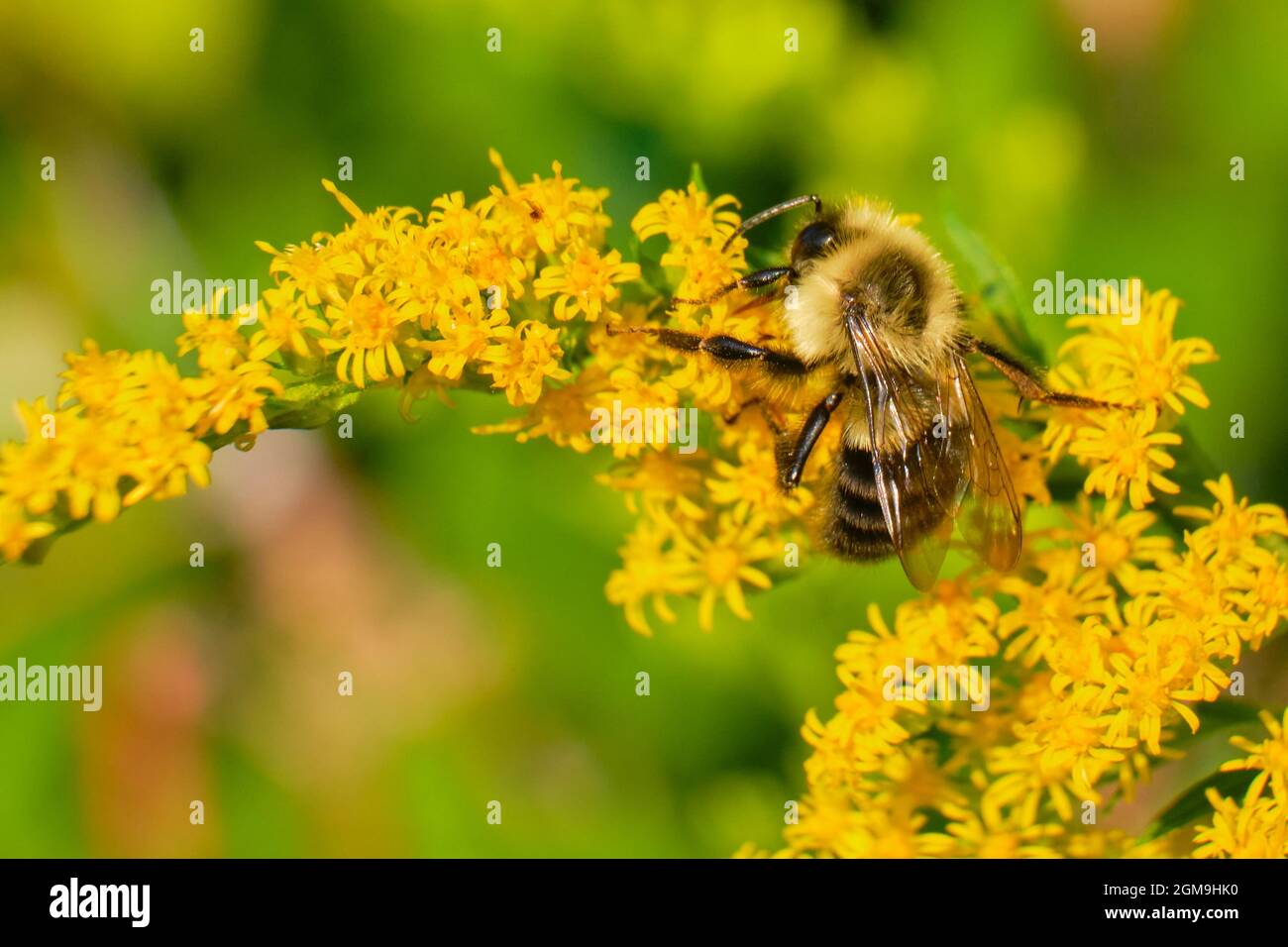 Common eastern bumble bee pollinates wild yellow flowers in late summer Stock Photo
