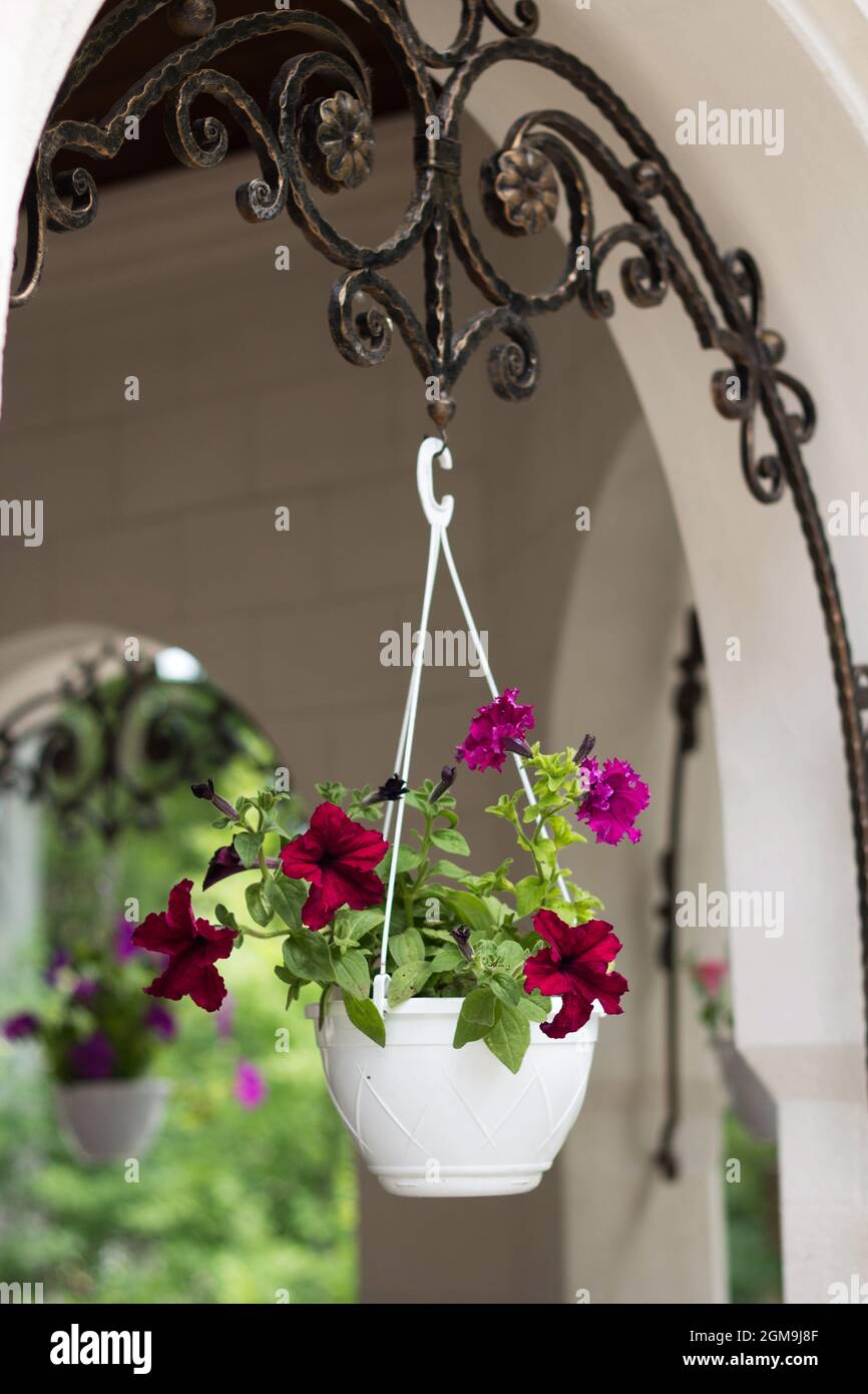 Beautiful flower pot framing house entrance Stock Photo
