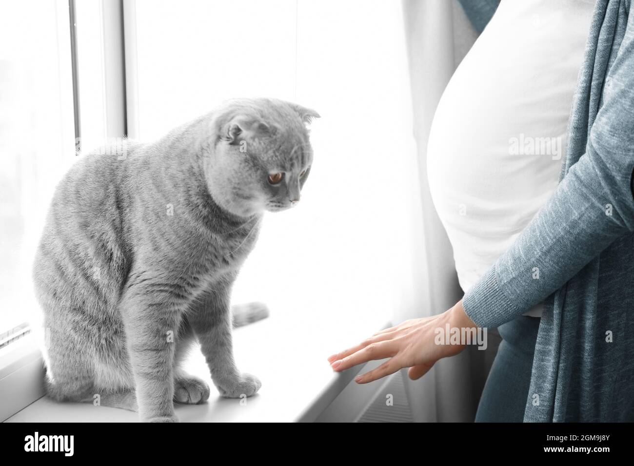 Scottish fold belly hires stock photography and images Alamy