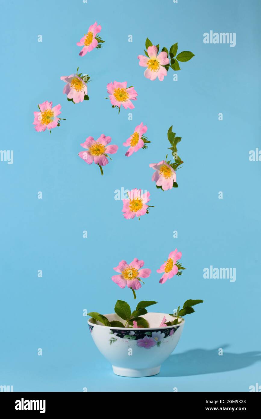 Creative concept of a fresh drink. Rosehip flower. Flowers in the air. Tea pot. Isolated on a blue background. Stock Photo