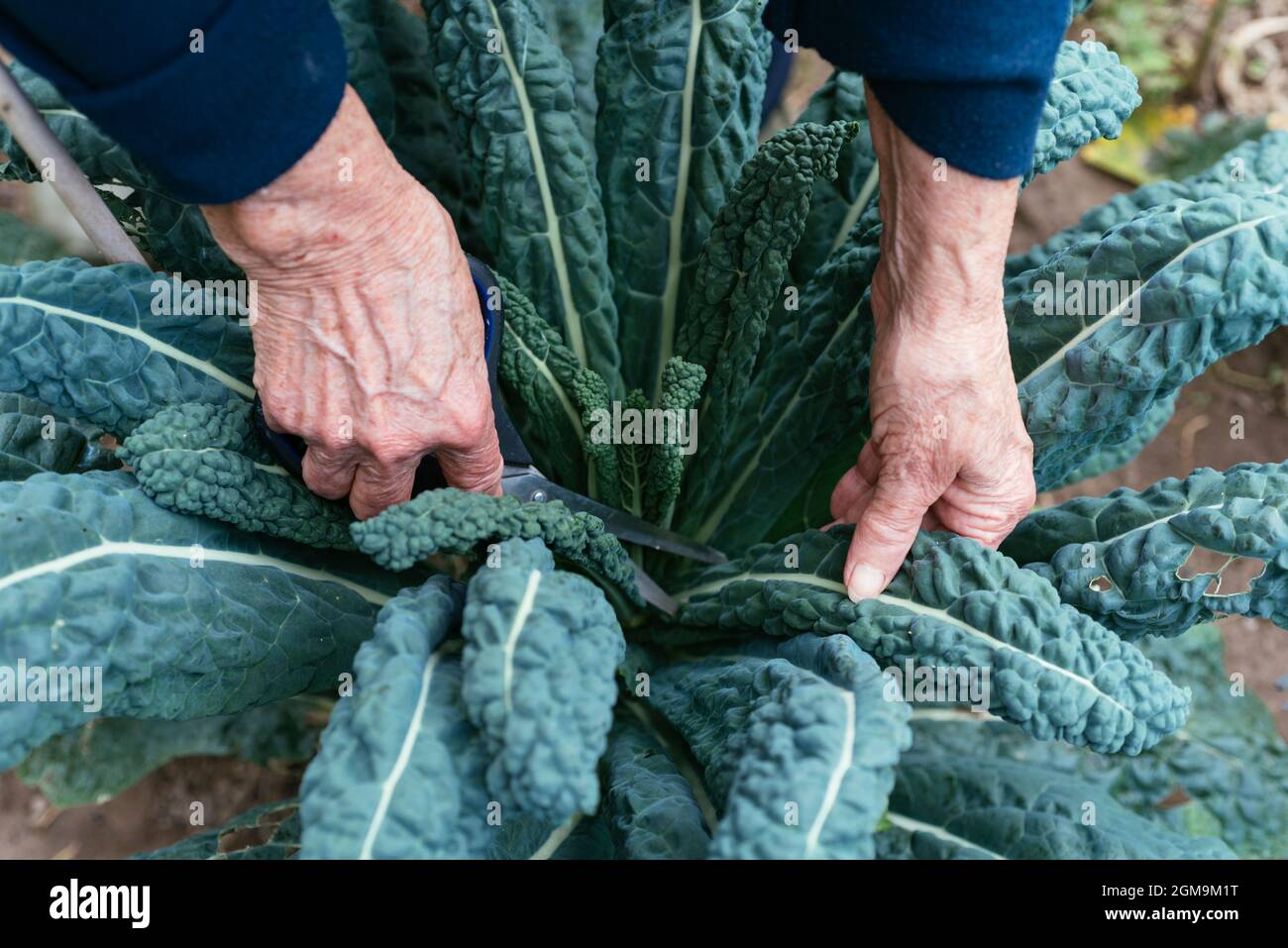 Gardener harvesting Nero di Toscana kale leaves. Stock Photo