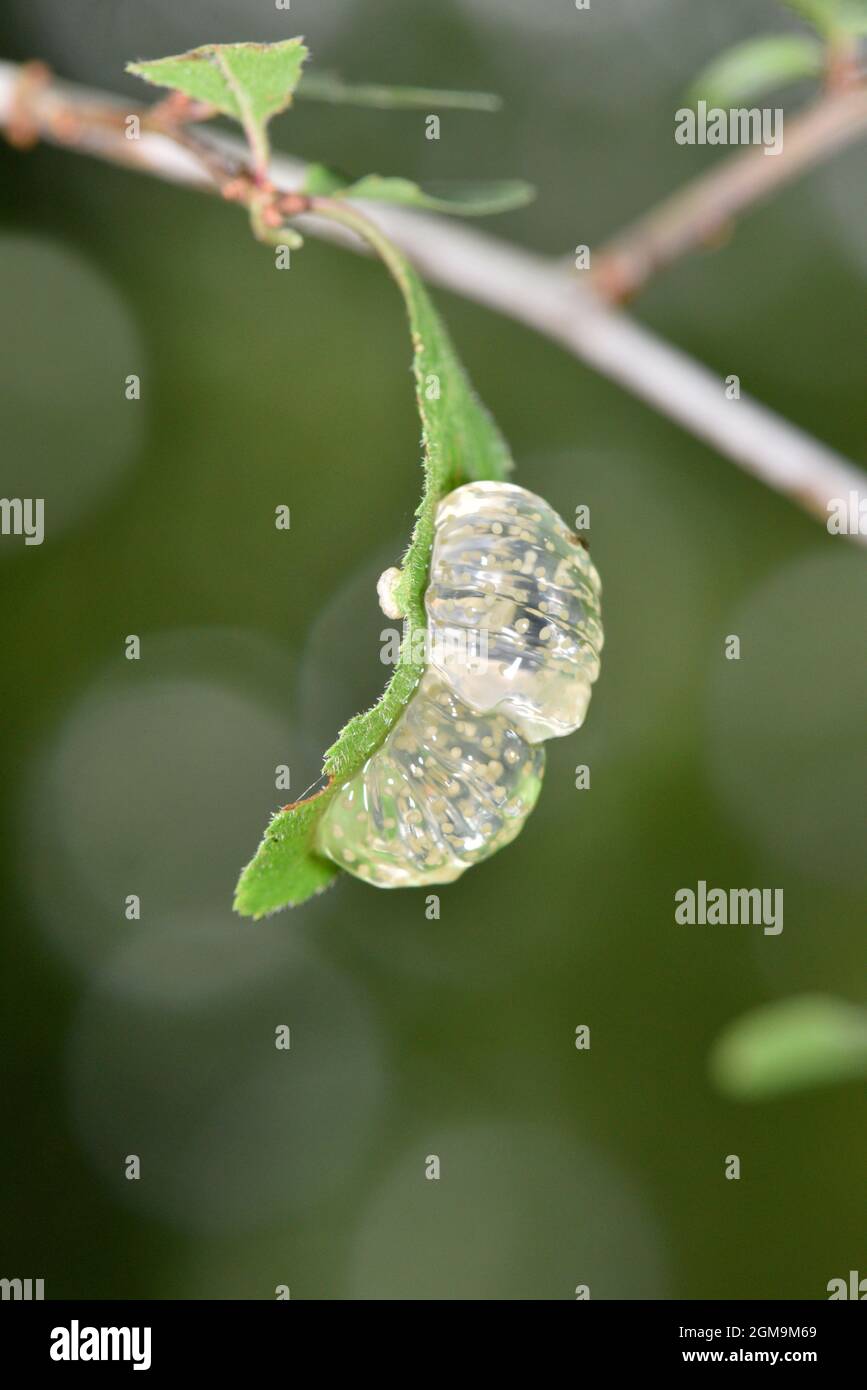Glyphotaelius pellucidus, caddis fly eggs Stock Photo Alamy