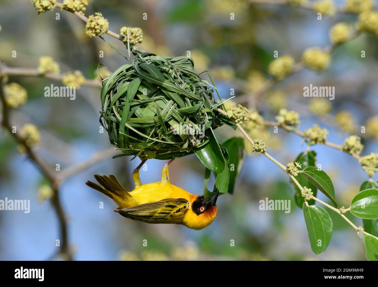 Vitelline masked weaver ploceus vitellinus hires stock photography and
