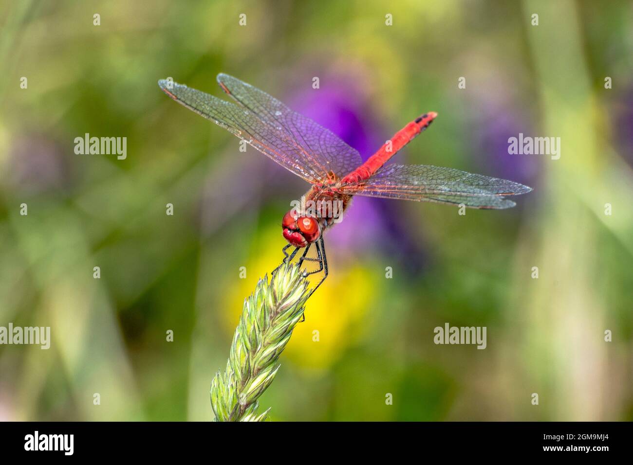 Specimen of red dragonfly posing on a stalk of grass Stock Photo