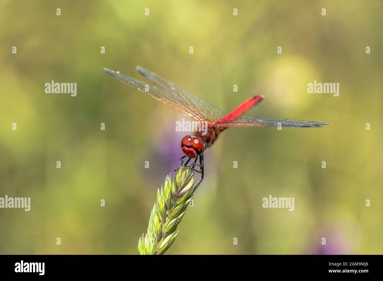 Specimen of red dragonfly posing on a stalk of grass Stock Photo - Alamy
