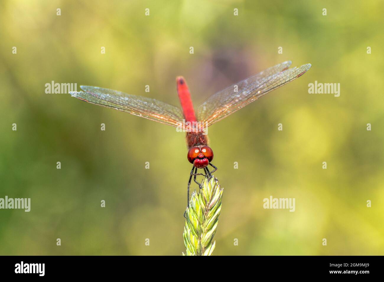 Specimen of red dragonfly posing on a stalk of grass Stock Photo - Alamy