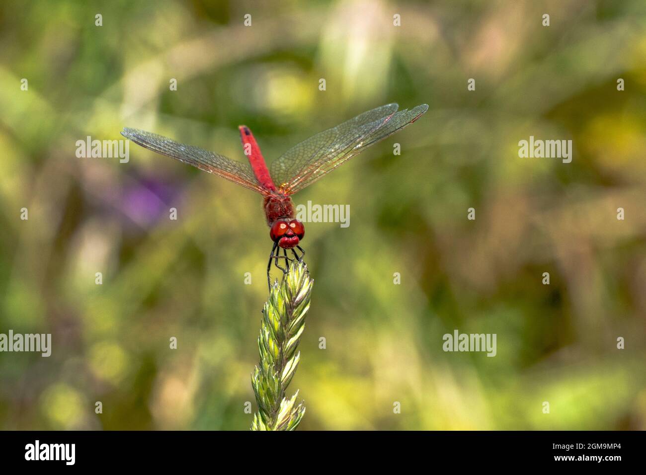 Specimen of red dragonfly posing on a stalk of grass Stock Photo - Alamy