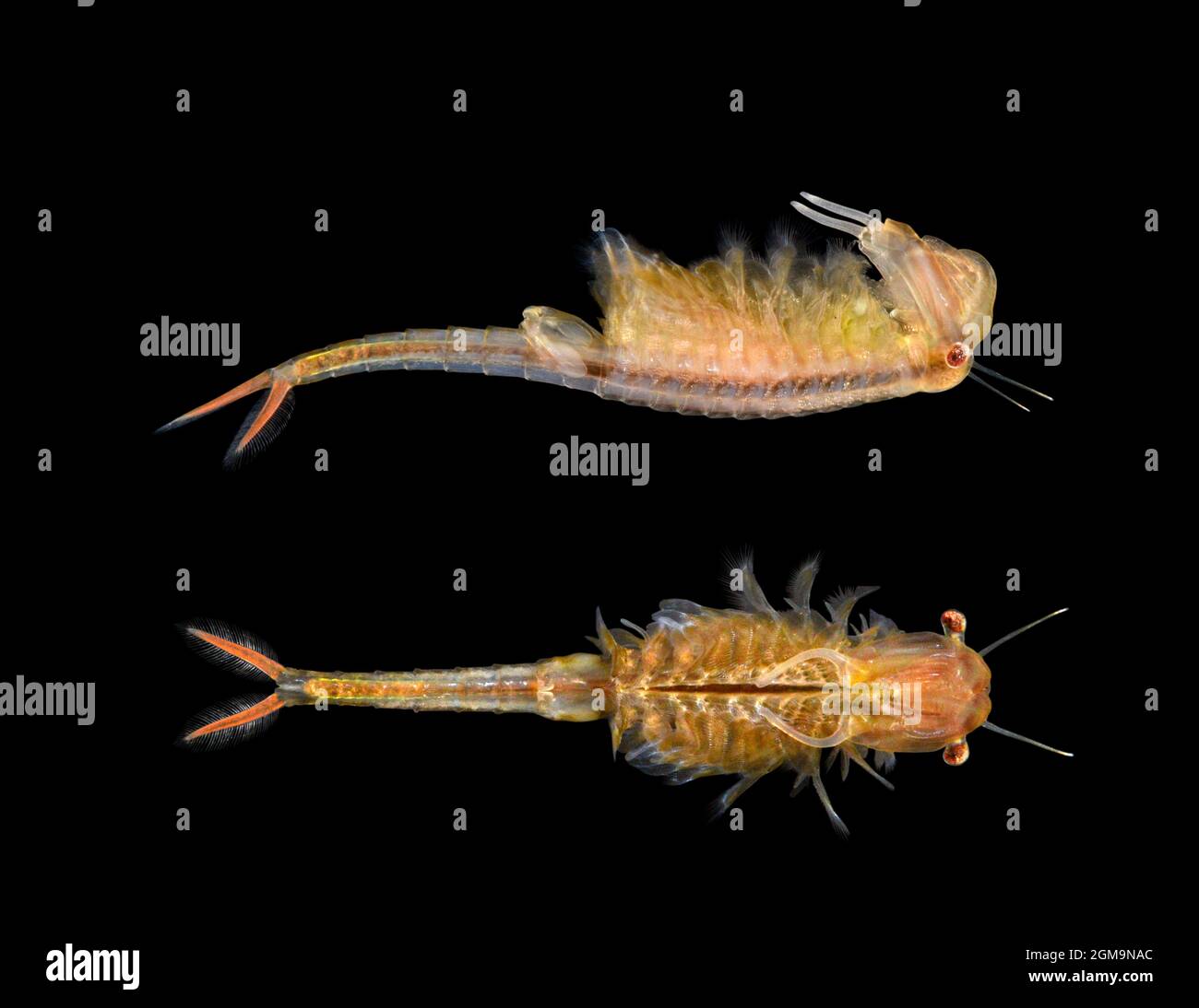 Fairy Shrimp - Chirocephalus diaphanus Stock Photo