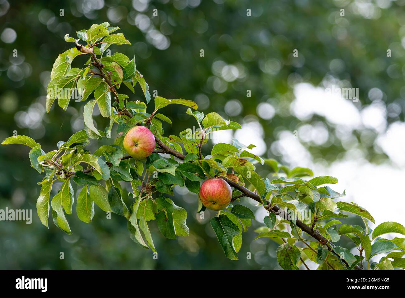 The two red apples - guaranteed without pesticides - are healthy and keep the doctor away. Stock Photo