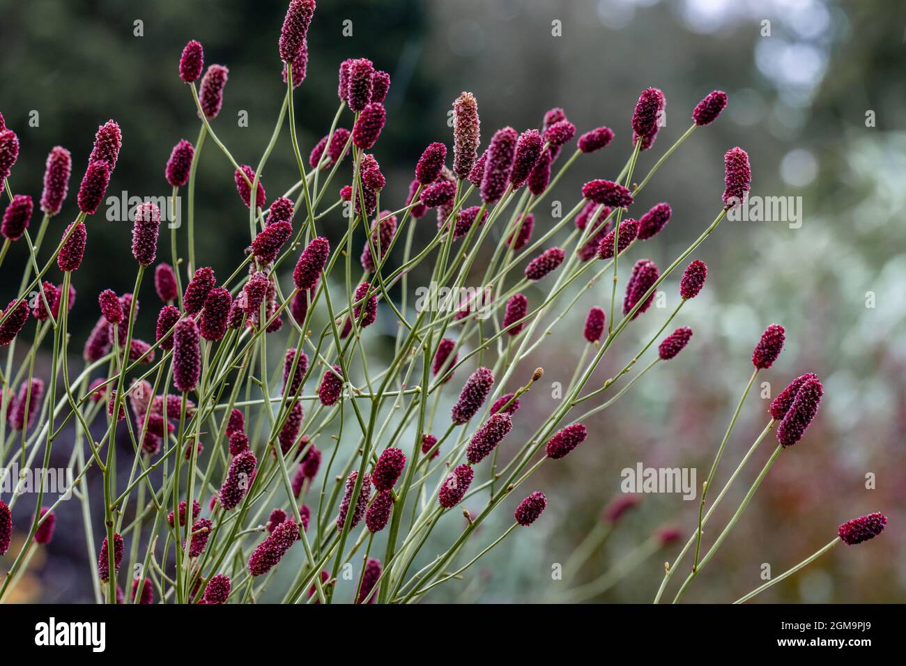Mass of Sanguisorba Cangshan Cranberry flowers in summer Stock Photo