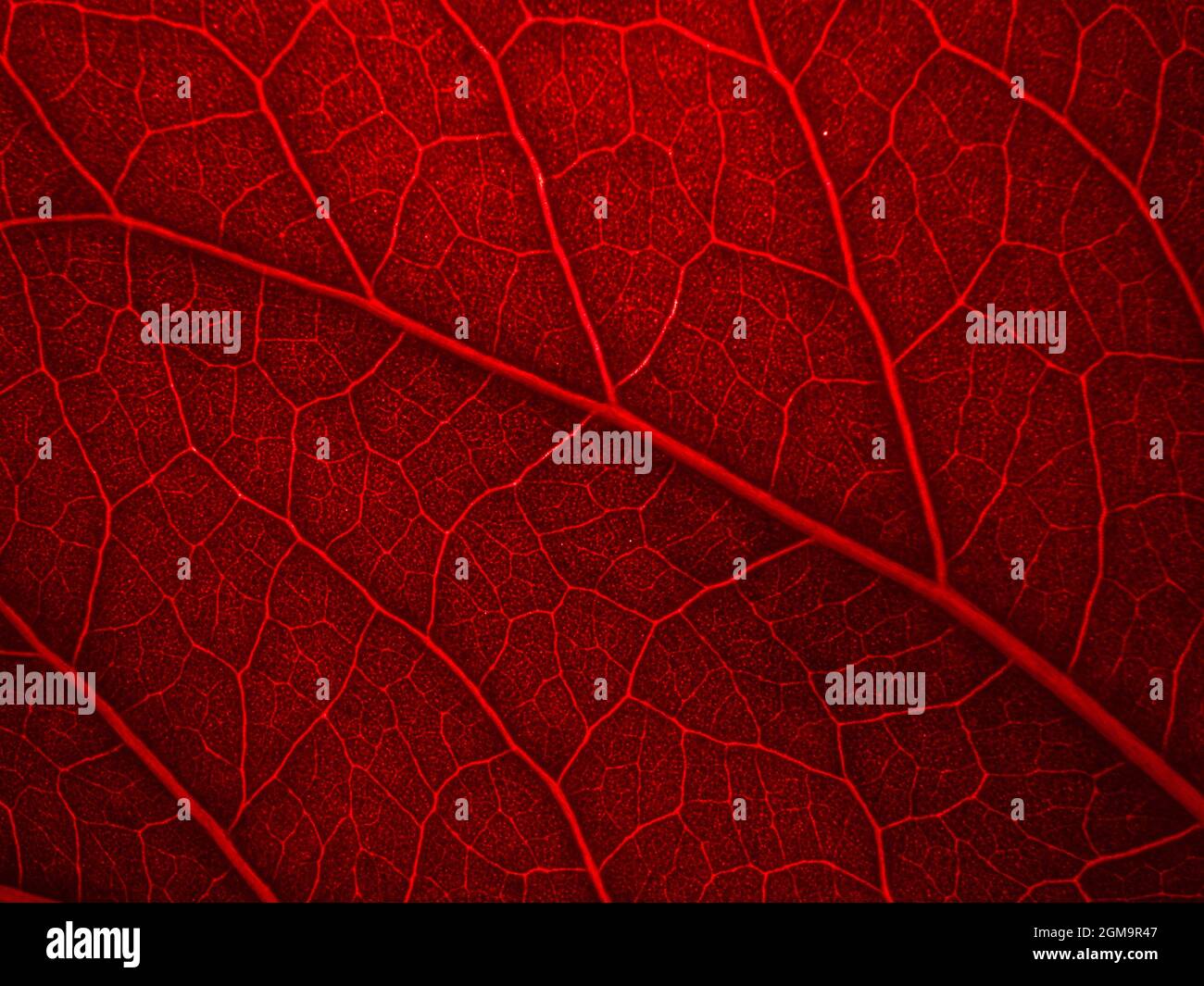red back lighted leaf with macro details Stock Photo