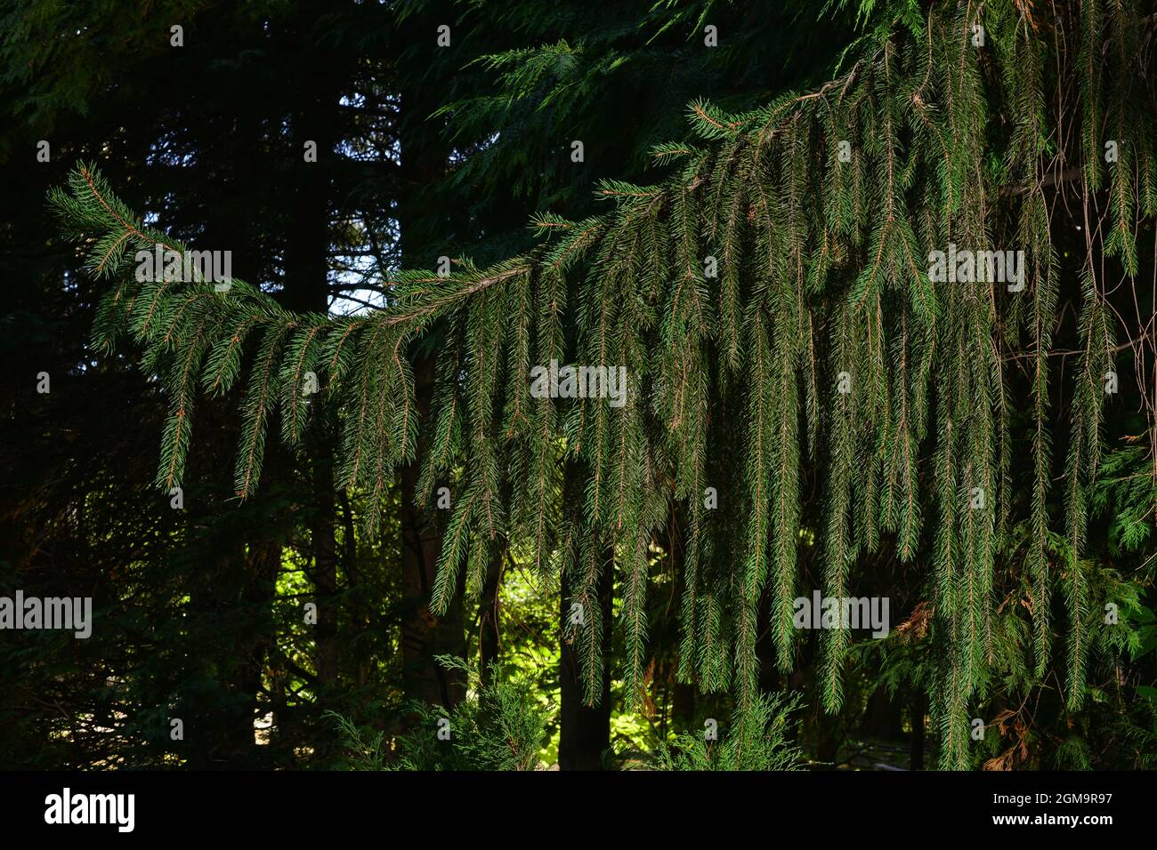 Branch of European spruce or Picea abies. Cultivar Virgata or Snake branch spruce Stock Photo