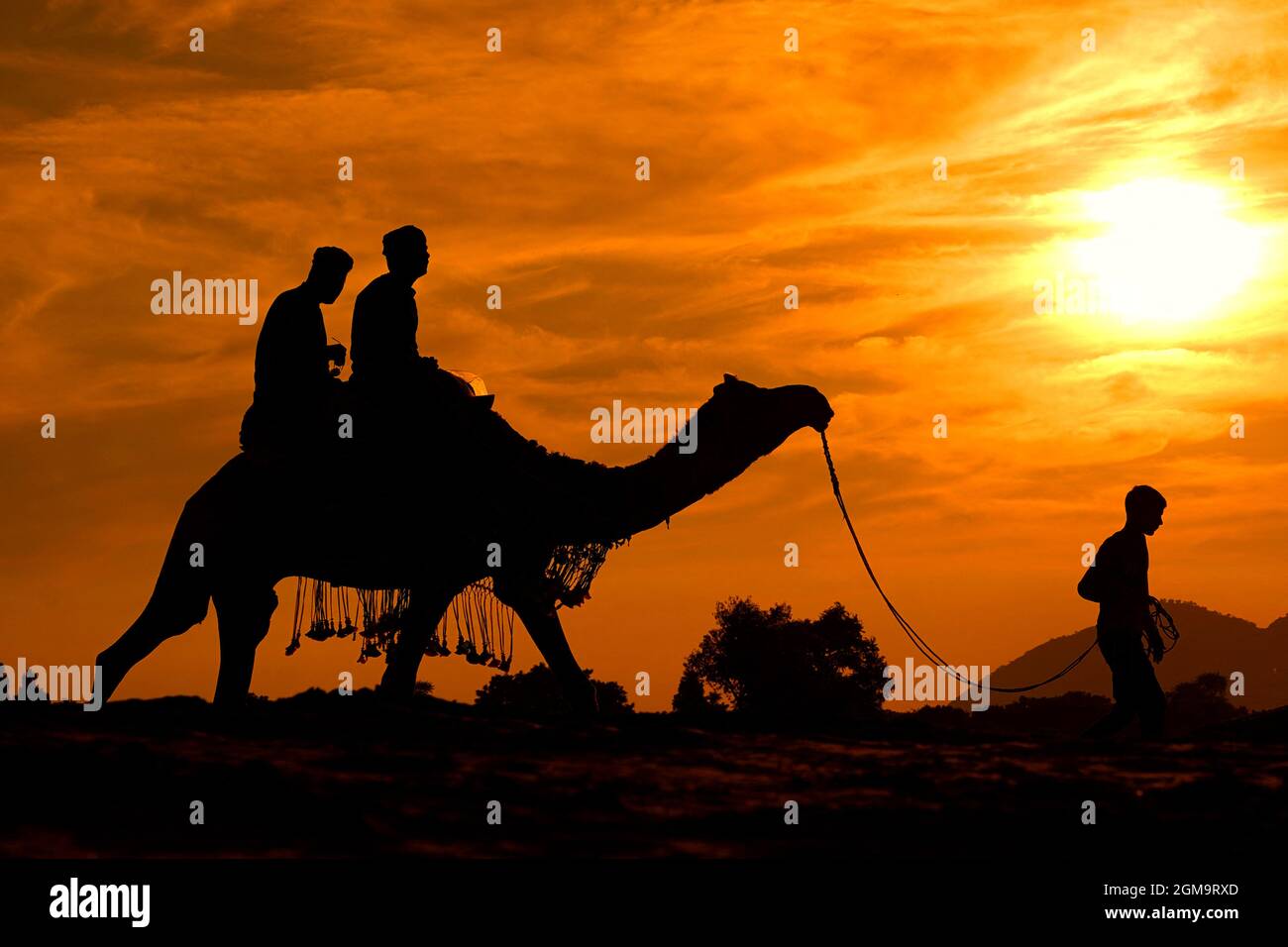 Indian Tourist During Camel Safari in the Desert of Pushkar, Rajasthan, India on 17 September 2021 . Photo by Himanshu Sharma/ABACAPRESS.COM Stock Photo