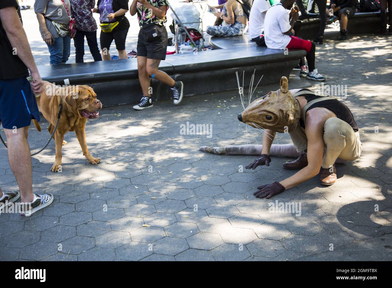 Dog faces off with a big "performance artist rat" in Washington Square